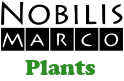 Nobilis Marco Plants
